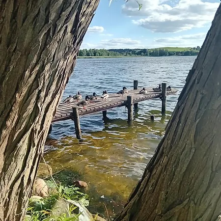 Goscinne Sloneczny Klon