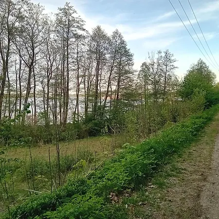 Goscinne Sloneczny Klon