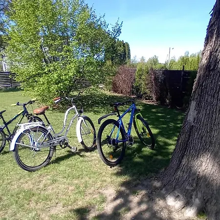 Goscinne Sloneczny Klon *